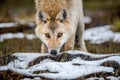 ÃÂ¡lose-up portrait of a wolf. Eurasian wolf Royalty Free Stock Photo